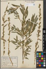 Foto von Salix purpurea L.